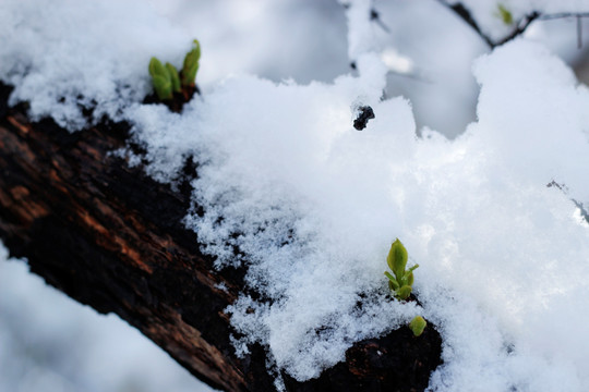 春雪