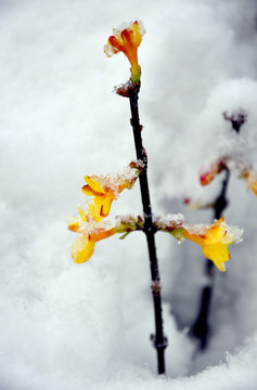 春雪