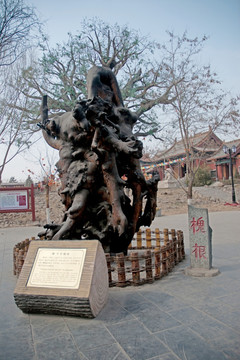 大槐树