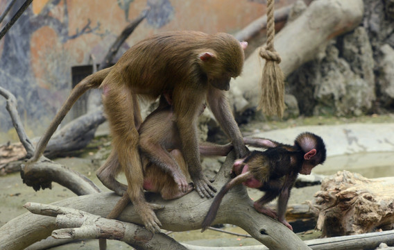 成都动物园猴子母子