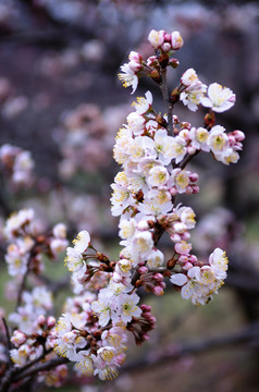 樱桃花