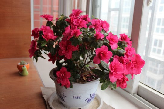 杜鹃花