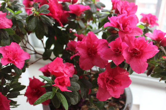 杜鹃花