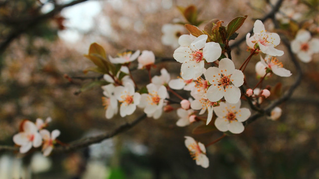 樱花