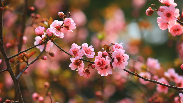 梅花
