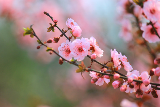 梅花