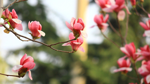 玉兰花