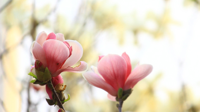 玉兰花