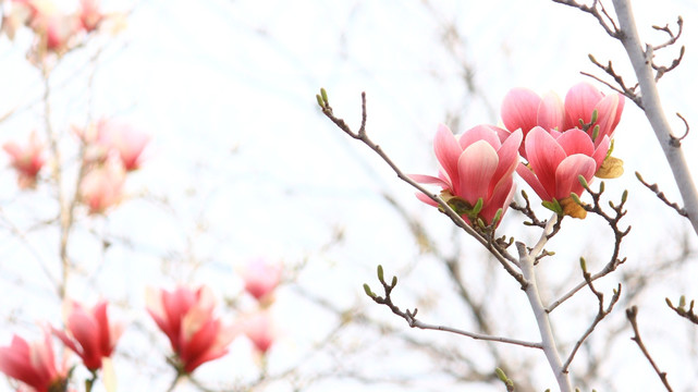 玉兰花