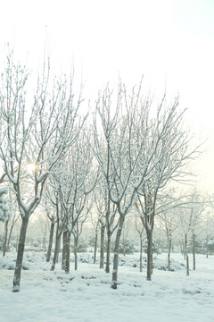 雪景   松树  杨树  雪地  树林