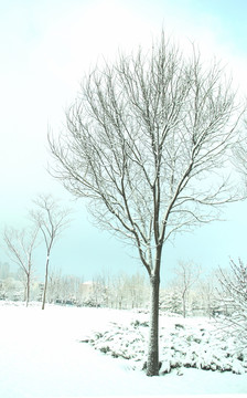 雪景   松树  杨树  雪地