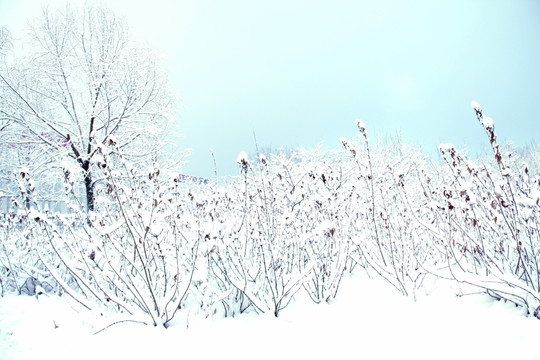 雪景   槐树  杨树