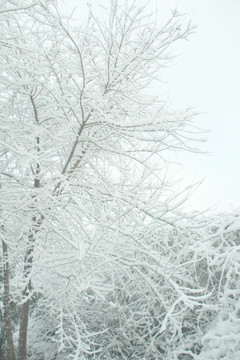 雪景   槐树  杨树
