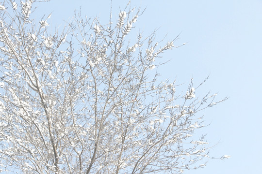 雪景   雪地  杨树