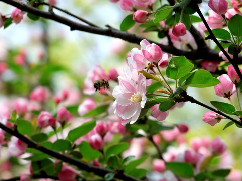 海棠花 蜜蜂