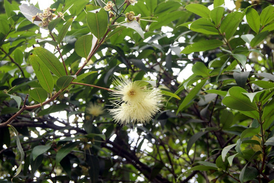 白色的毛茸茸的花