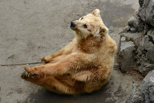 成都动物园棕熊