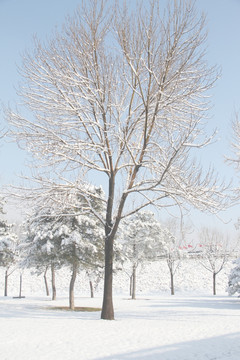 雪景柳树