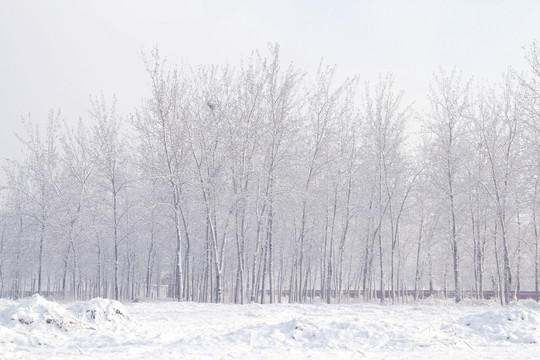 雪景杨树林  雪地