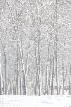 雪景杨树林