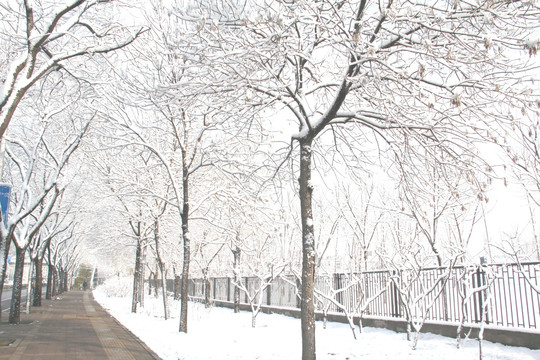 雪景小路旁的树林