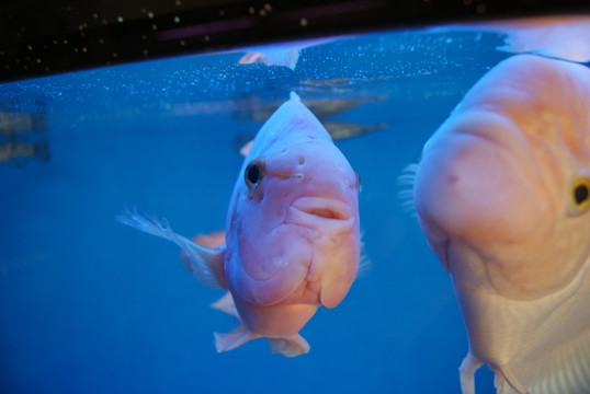 水族馆里的鱼