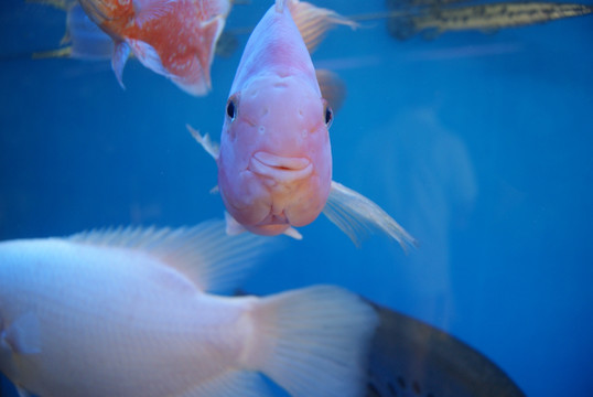 水族馆里的鱼