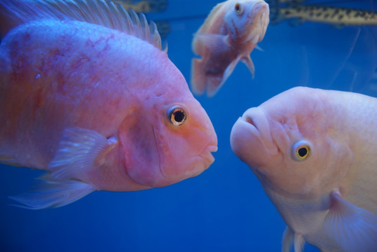 水族馆里的鱼