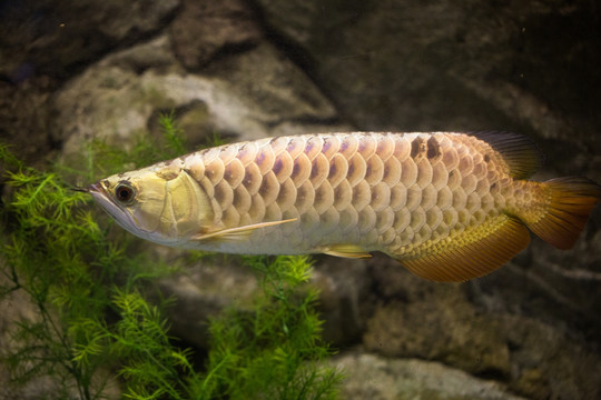 红尾金龙鱼