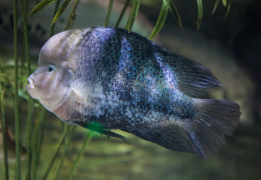 紫蓝火口鱼