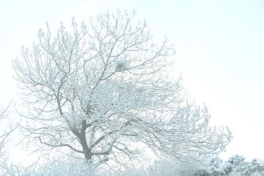 雪景树木