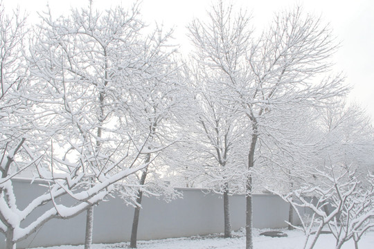 雪景雾凇