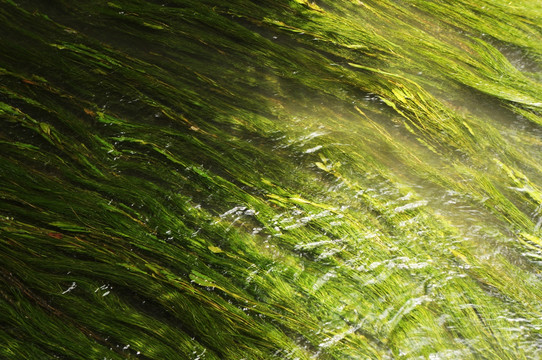 水草