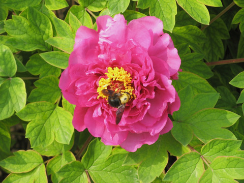 蜜蜂与牡丹花 花卉 花朵 蜜蜂采蜜