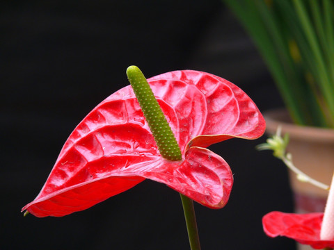 红掌花特写