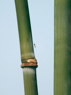 青竹与蚂蚁