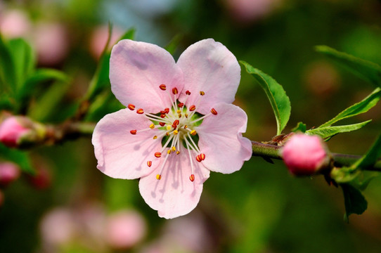 桃花