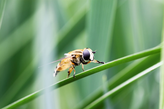 食蚜蝇