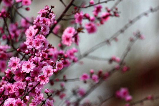 樱花