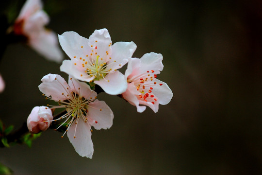 桃花