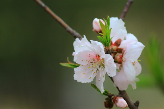 桃花
