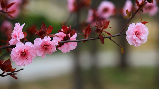 梅花