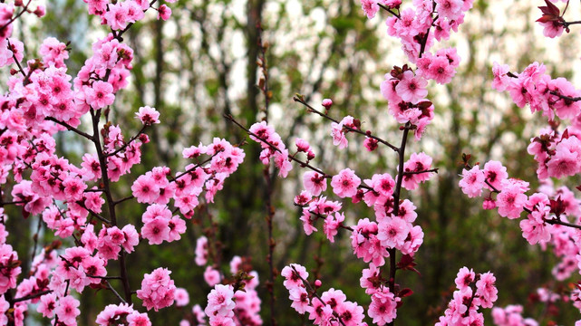 梅花