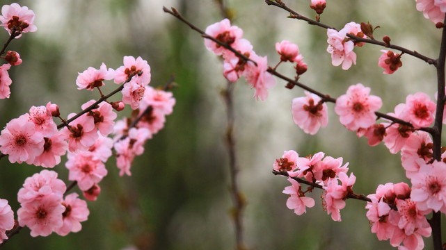 梅花