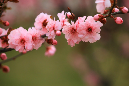 樱花
