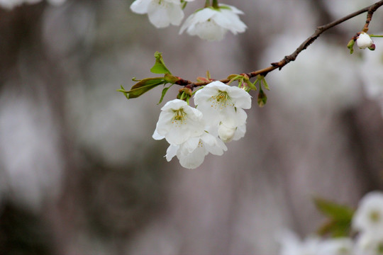 梨花