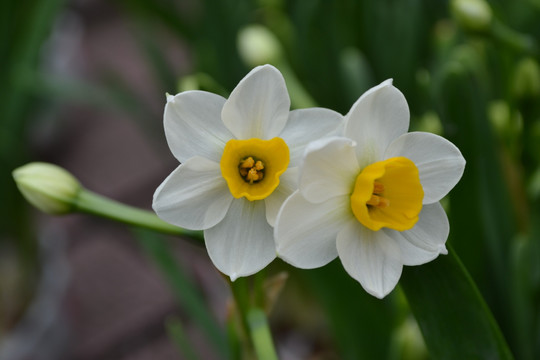 水仙花