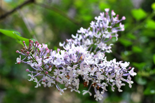 丁香花