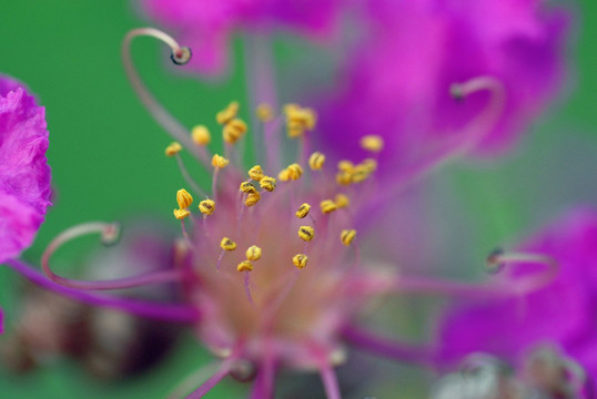 紫薇花开