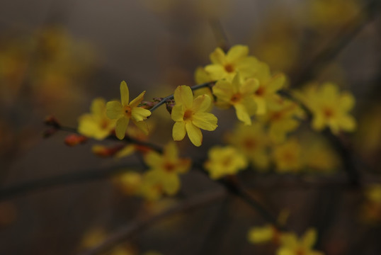 迎春花